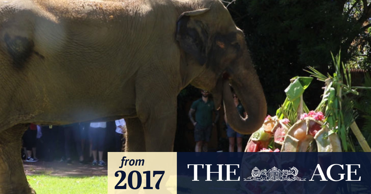 Video Birthday bash for Tricia the elephant